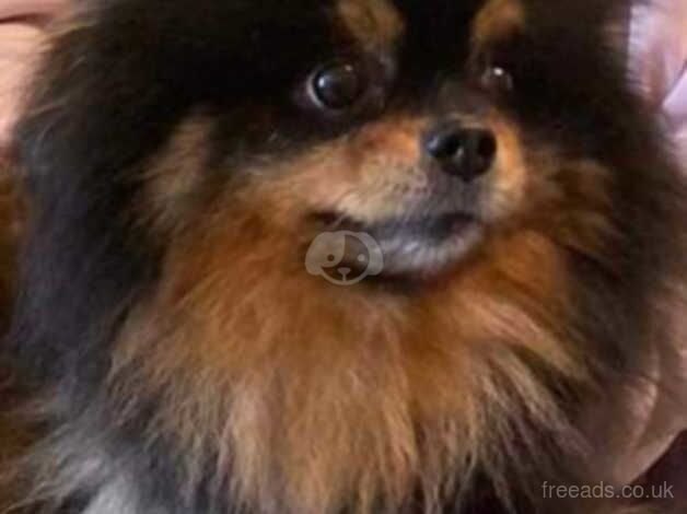 Pomeranian puppies for sale in Caerphilly – 1 year old - Image 1 of 2