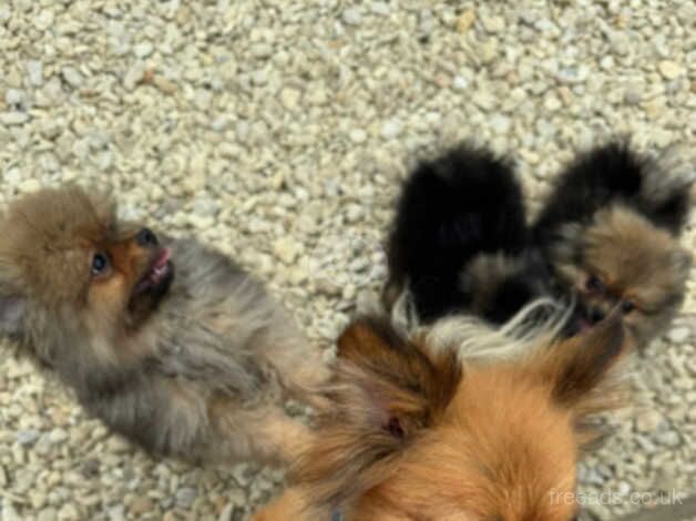 Pomeranian puppies for sale in Caerphilly – 1 year old - Image 2 of 2