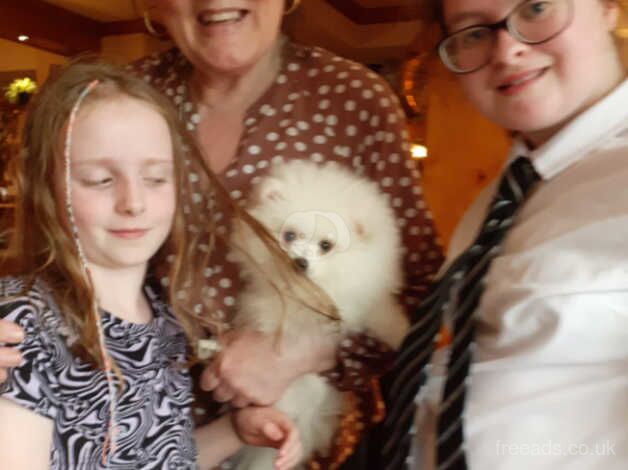Pomeranian puppies for sale in Glasgow, Glasgow City – 1 year old - Image 1 of 1