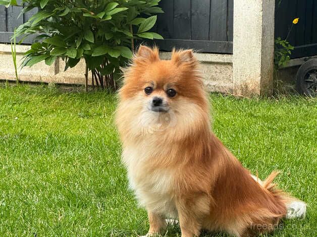 Pomeranian puppies for sale in Gainsborough, Lincolnshire – 1 year old - Image 1 of 5
