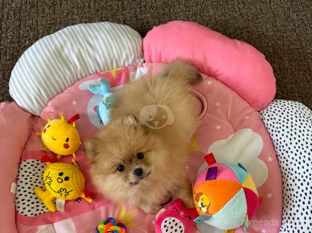 Pomeranian puppies for sale in Gainsborough, Lincolnshire – 1 year old - Image 3 of 5