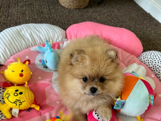 Pomeranian puppies for sale in Gainsborough, Lincolnshire – 1 year old - Image 4 of 5