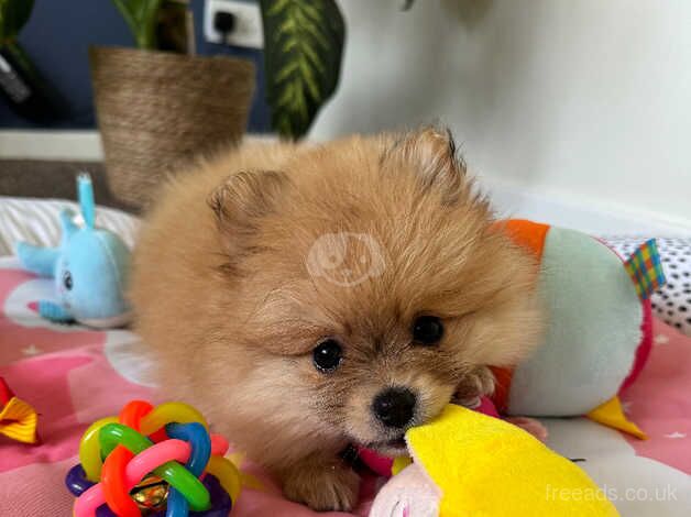 Pomeranian puppies for sale in Gainsborough, Lincolnshire – 1 year old - Image 5 of 5