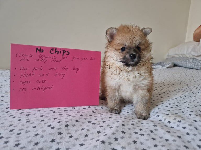 Pomeranian puppies for sale in Salford, Greater Manchester – 1 year old - Image 2 of 3