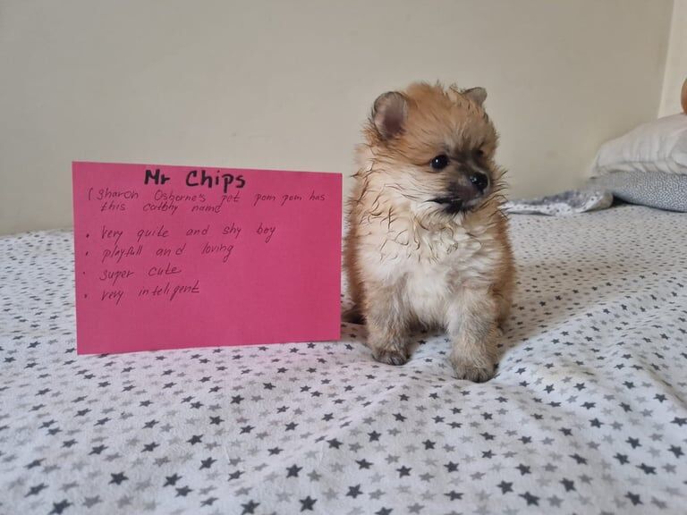 Pomeranian puppies for sale in Salford, Greater Manchester – 1 year old - Image 3 of 3