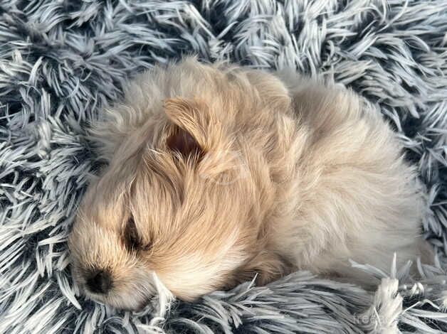 Pomeranian puppies for sale in Trowbridge, Wiltshire – 1 year old - Image 3 of 5