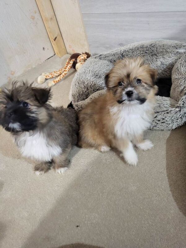 Shiranian puppies