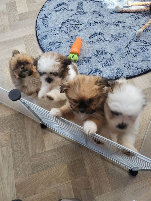 Shiranians puppies , cross of pomeranian & Shih Tzu .