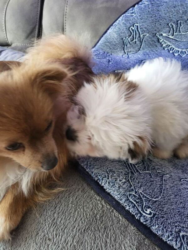 Shiranians puppies , cross of pomeranian & Shih Tzu . - Image 2 of 5