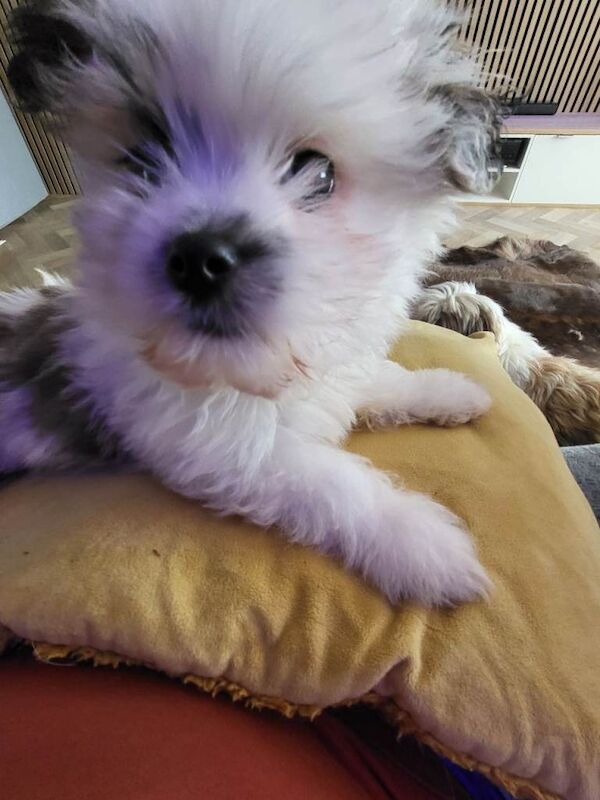 Shiranians puppies , cross of pomeranian & Shih Tzu . - Image 3 of 5
