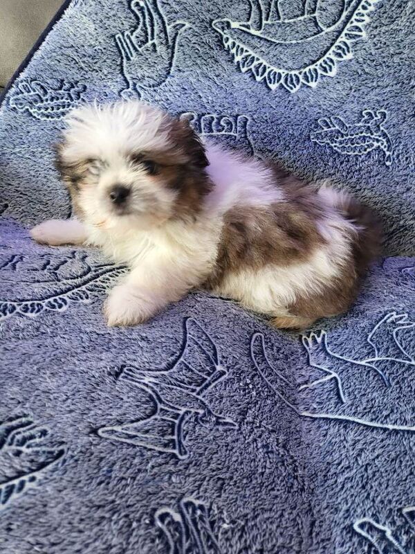 Shiranians puppies , cross of pomeranian & Shih Tzu . - Image 4 of 5