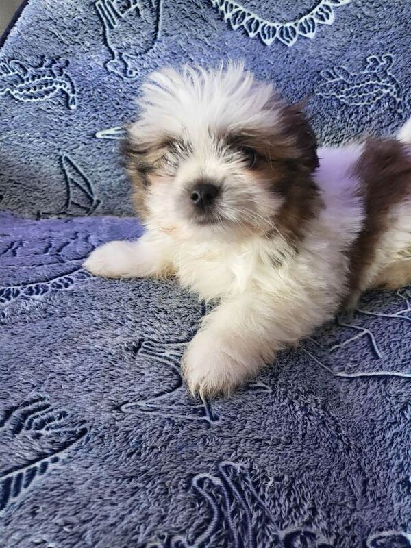 Shiranians puppies , cross of pomeranian & Shih Tzu . - Image 5 of 5
