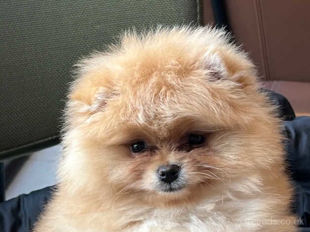 Pomeranian puppies for sale in Amersham, Buckinghamshire – KC registered, 1 year old - Image 1 of 5