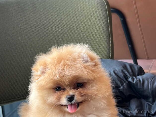 Pomeranian puppies for sale in Amersham, Buckinghamshire – KC registered, 1 year old - Image 2 of 5