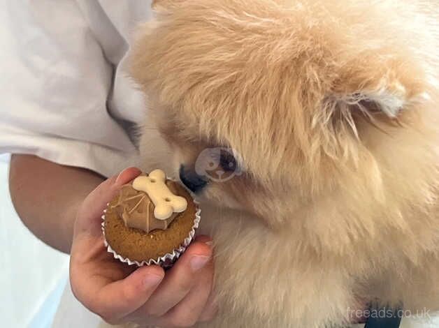 Pomeranian puppies for sale in Amersham, Buckinghamshire – KC registered, 1 year old - Image 3 of 5