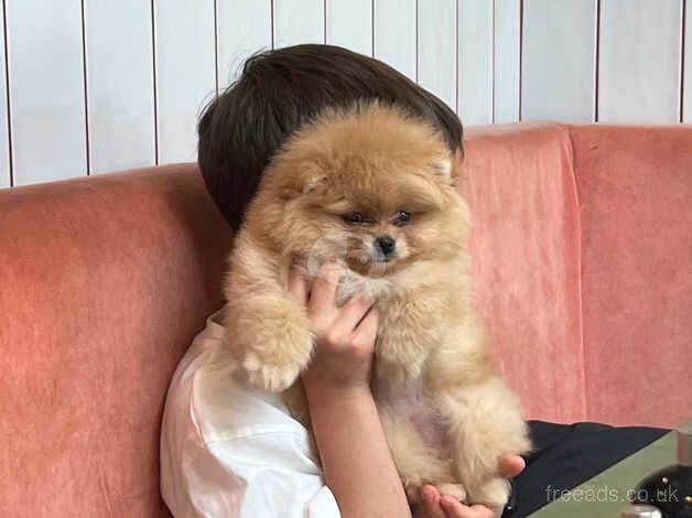 Pomeranian puppies for sale in Amersham, Buckinghamshire – KC registered, 1 year old - Image 4 of 5