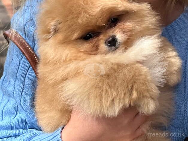 Pomeranian puppies for sale in Amersham, Buckinghamshire – KC registered, 1 year old - Image 5 of 5