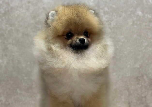 Pomeranian puppies for sale in Barnstaple, Devon – KC registered, 1 year old - Image 3 of 3