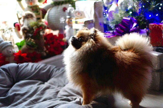 Pomeranian puppies for sale in Tow Law, Durham – 1 year old - Image 1 of 5