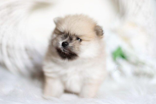 Pomeranian puppies for sale in Tow Law, Durham – 1 year old - Image 3 of 5