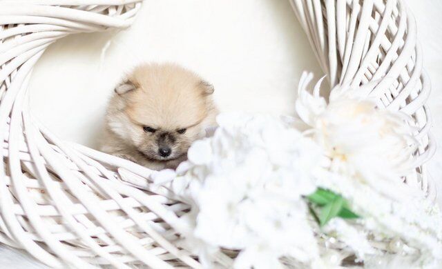 Pomeranian puppies for sale in Tow Law, Durham – 1 year old - Image 4 of 5