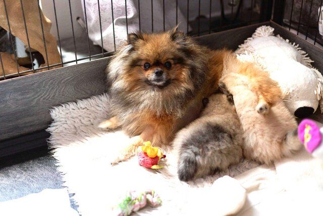 Pomeranian puppies for sale in Tow Law, Durham – 1 year old - Image 5 of 5