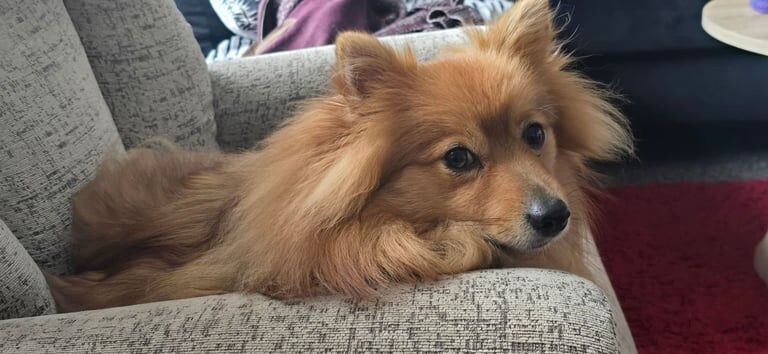 Pomeranian puppies for sale in Norwich, Norfolk – 4 years old