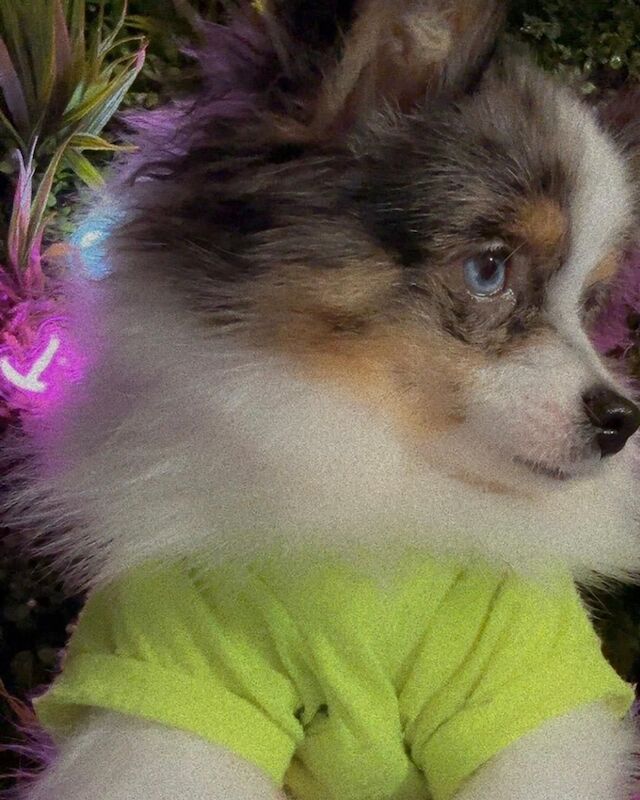 Pomeranian puppies for sale in Bedford, Bedfordshire – 9 months old