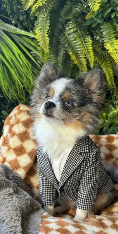 Pomeranian puppies for sale in Bedford, Bedfordshire – 9 months old - Image 4 of 10