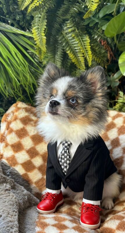 Pomeranian puppies for sale in Bedford, Bedfordshire – 9 months old - Image 5 of 10