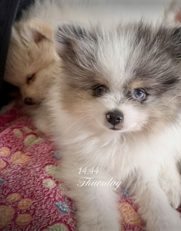 Pomeranian puppies for sale in Bedford, Bedfordshire – 9 months old - Image 7 of 10