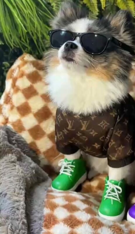 Pomeranian puppies for sale in Bedford, Bedfordshire – 9 months old - Image 8 of 10