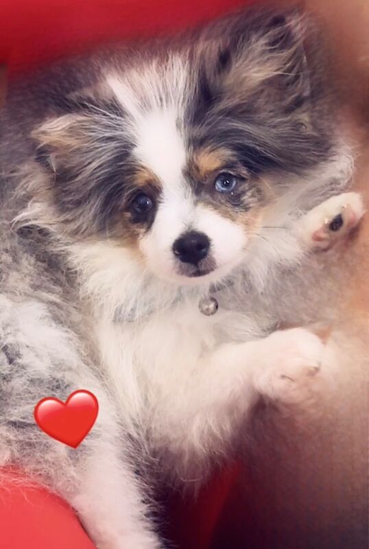 Pomeranian puppies for sale in Bedford, Bedfordshire – 9 months old - Image 9 of 10