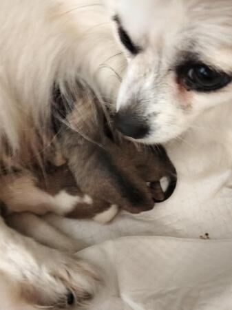 Pomeranian puppies for sale in Wales, South Yorkshire – 1 year old - Image 1 of 5