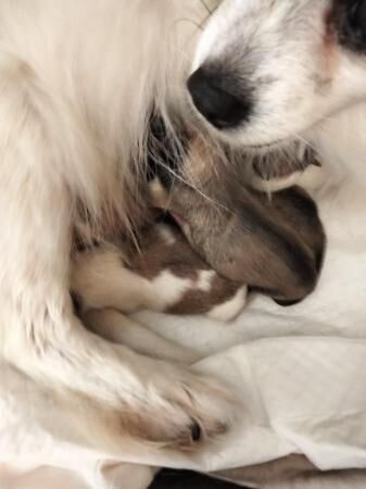 Pomeranian puppies for sale in Wales, South Yorkshire – 1 year old - Image 2 of 5