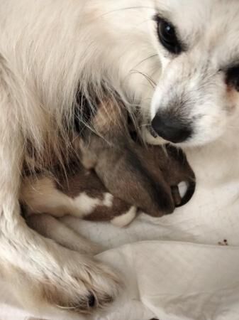 Pomeranian puppies for sale in Wales, South Yorkshire – 1 year old - Image 4 of 5