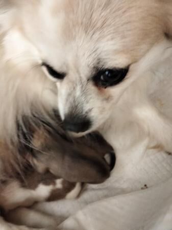 Pomeranian puppies for sale in Wales, South Yorkshire – 1 year old - Image 5 of 5