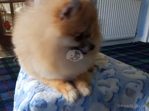 Pomeranian puppies for sale in Glasgow – KC registered, 2 years old - Image 2 of 5