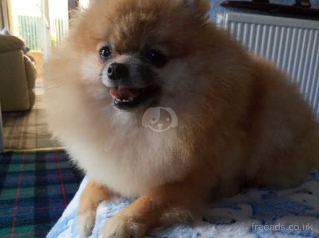 Pomeranian puppies for sale in Glasgow – KC registered, 2 years old - Image 3 of 5