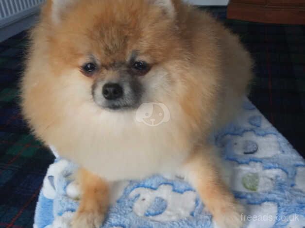 Pomeranian puppies for sale in Glasgow – KC registered, 2 years old - Image 4 of 5