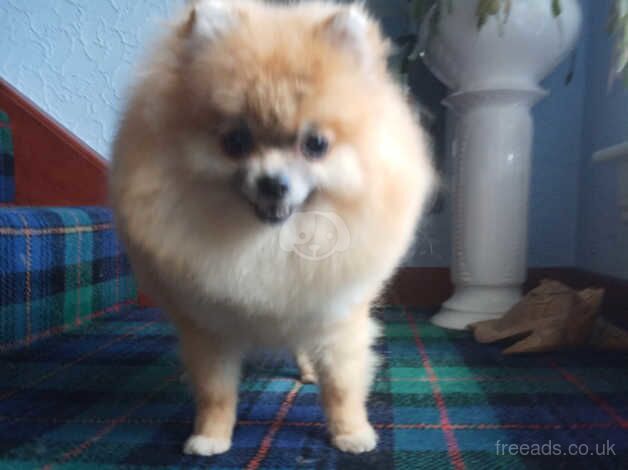 Pomeranian puppies for sale in Glasgow – KC registered, 2 years old - Image 5 of 5