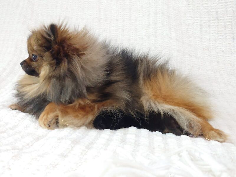 Pomeranian puppies for sale in Middlesbrough, North Yorkshire – 1 year old - Image 2 of 3