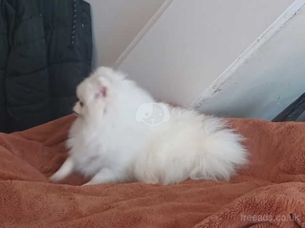 Pomeranian puppies for sale in Greenwich, Greater London – 2 years old - Image 1 of 4