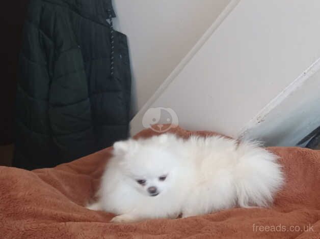 Pomeranian puppies for sale in Greenwich, Greater London – 2 years old - Image 2 of 4
