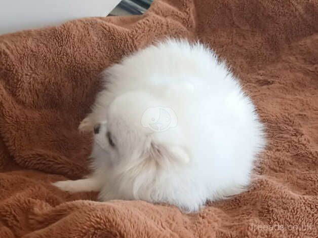 Pomeranian puppies for sale in Greenwich, Greater London – 2 years old - Image 3 of 4