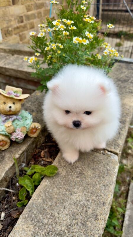 Kennel Club Registered Pomeranian Puppies For Sale