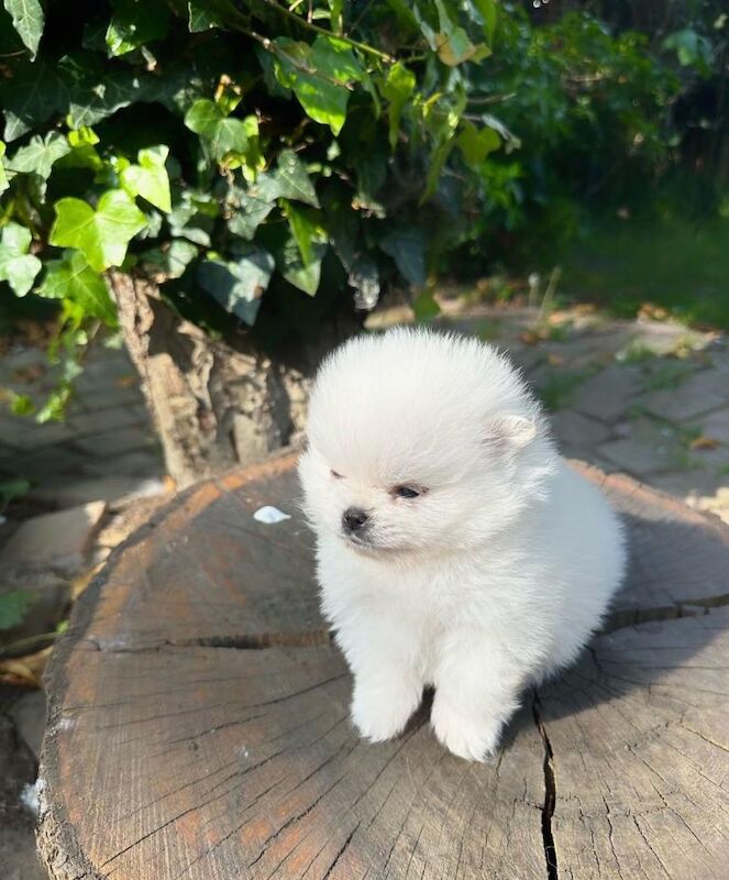Small Pomeranian KC registered ( MALE)