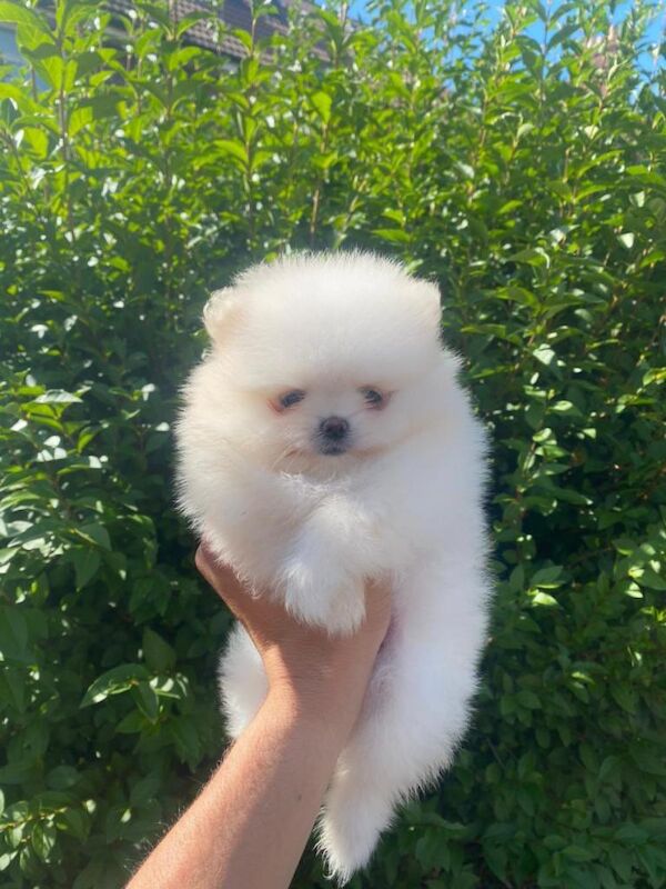 Small Pomeranian KC registered ( MALE) - Image 2 of 4