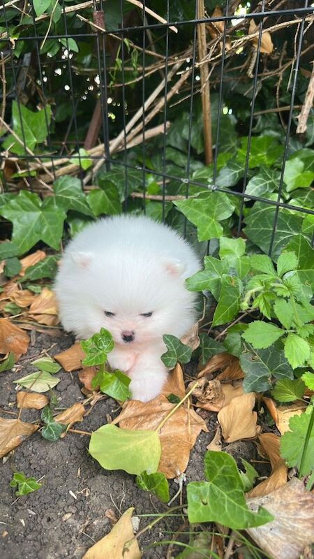 Small Pomeranian KC registered ( MALE) - Image 3 of 4