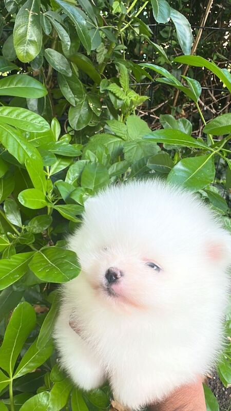 Small Pomeranian KC registered ( MALE) - Image 4 of 4